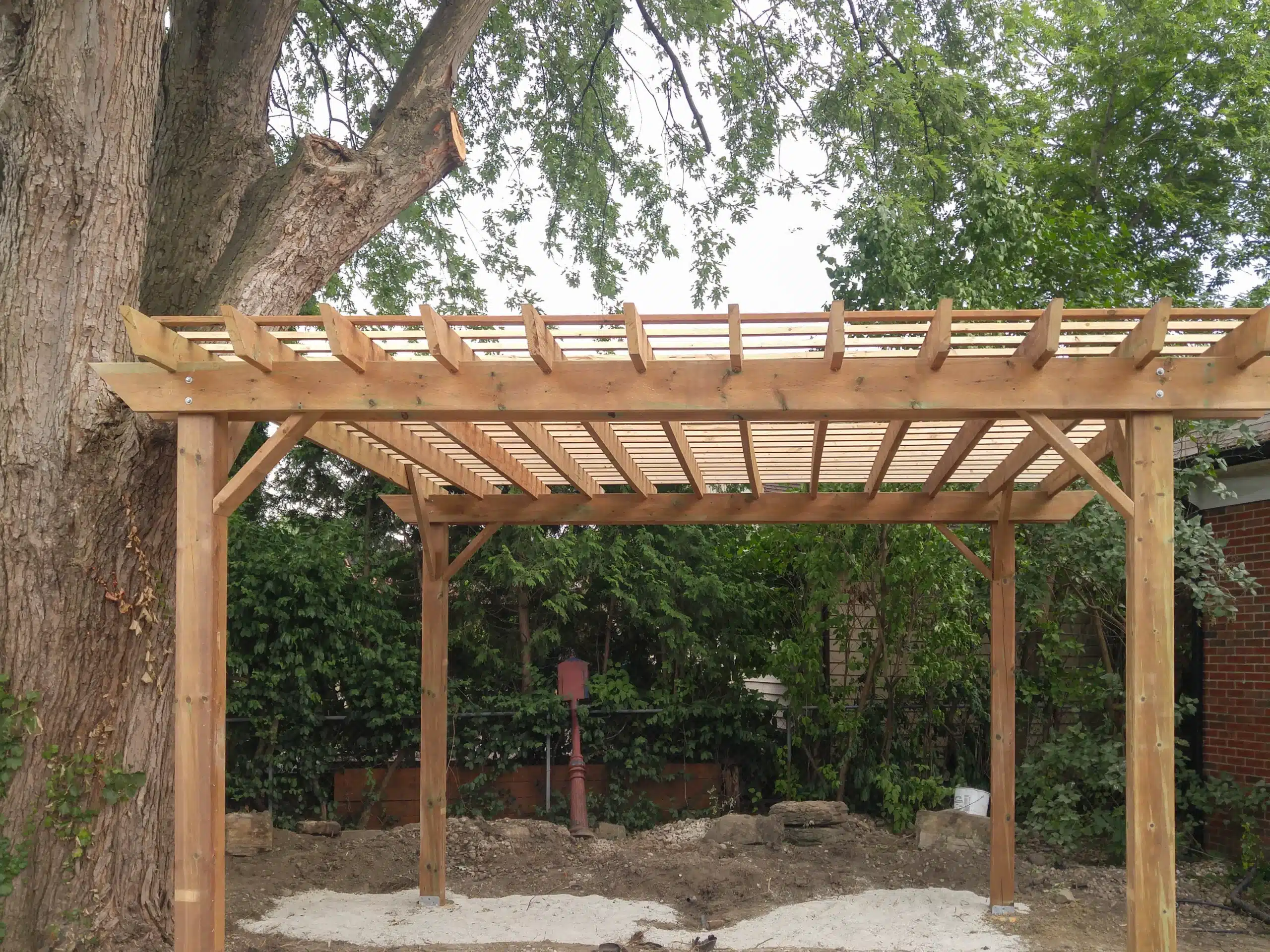 Wooden pergola structure with open slatted roof, built beside a large tree in a backyard surrounded by greenery and shrubs.